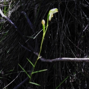 Bunochilus montanus at Paddys River, ACT - 17 Sep 2023