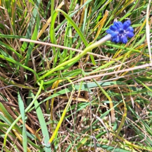 Muscari armeniacum at Hackett, ACT - 17 Sep 2023 03:13 PM