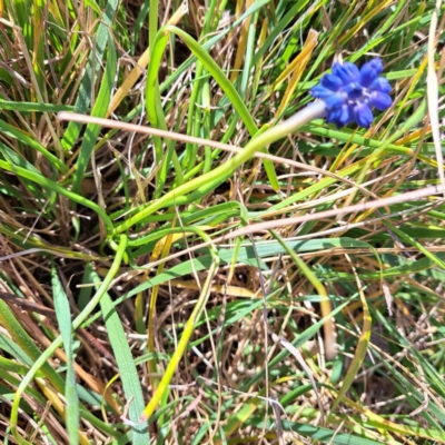 Muscari armeniacum (Grape Hyacinth) at Mount Majura - 17 Sep 2023 by abread111