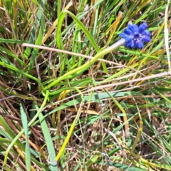 Muscari armeniacum (Grape Hyacinth) at Hackett, ACT - 17 Sep 2023 by abread111