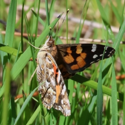 Vanessa kershawi (Australian Painted Lady) at Wodonga - 16 Sep 2023 by KylieWaldon