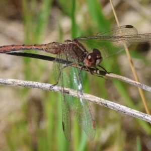 Diplacodes bipunctata at Wodonga, VIC - 16 Sep 2023