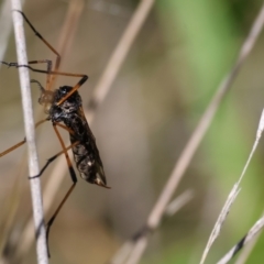 Unidentified Crane fly, midge, mosquito or gnat (several families) at Wodonga, VIC - 16 Sep 2023 by KylieWaldon