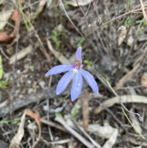 Cyanicula caerulea at Bruce, ACT - suppressed