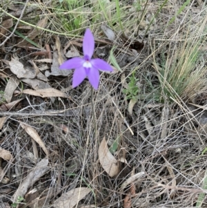 Glossodia major at Bruce, ACT - 17 Sep 2023