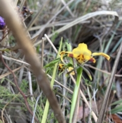 Diuris nigromontana (Black Mountain Leopard Orchid) at Gossan Hill - 17 Sep 2023 by lyndallh