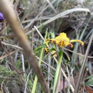 Diuris nigromontana at Bruce, ACT - 17 Sep 2023