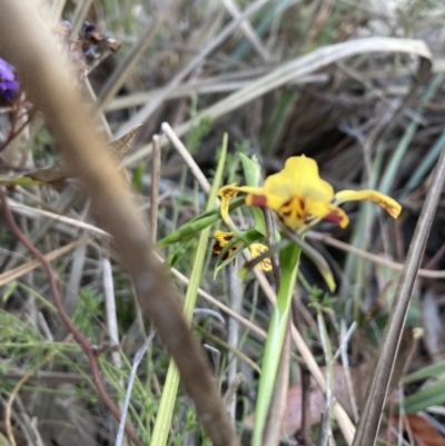 Diuris nigromontana (Black Mountain Leopard Orchid) at Gossan Hill - 17 Sep 2023 by lyndallh