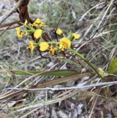 Diuris nigromontana at Bruce, ACT - 17 Sep 2023