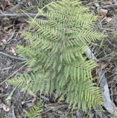 Calochlaena dubia (Rainbow Fern) at Barringella, NSW - 17 Sep 2023 by lbradleyKV