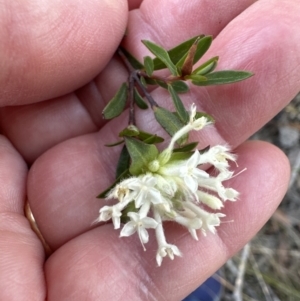 Pimelea linifolia at Barringella, NSW - 17 Sep 2023 04:36 PM