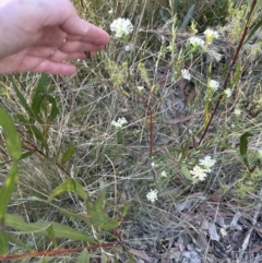 Pimelea linifolia at Barringella, NSW - 17 Sep 2023 04:36 PM