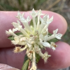 Pimelea linifolia at Barringella, NSW - 17 Sep 2023 04:36 PM