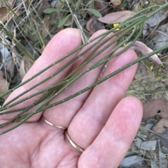 Sphaerolobium minus (Globe-pea) at Barringella, NSW - 17 Sep 2023 by lbradley