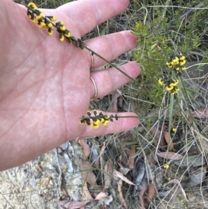 Sphaerolobium minus at Barringella, NSW - 17 Sep 2023