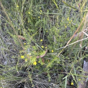 Hibbertia sp. at Barringella, NSW - 17 Sep 2023