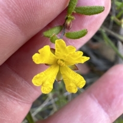 Hibbertia sp. at Barringella, NSW - 17 Sep 2023