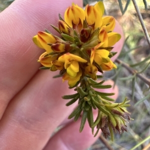 Phyllota phylicoides at Barringella, NSW - 17 Sep 2023