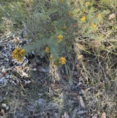 Phyllota phylicoides at Barringella, NSW - 17 Sep 2023