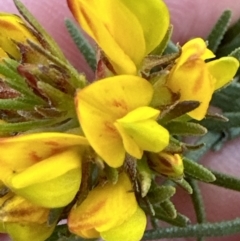 Phyllota phylicoides at Barringella, NSW - 17 Sep 2023