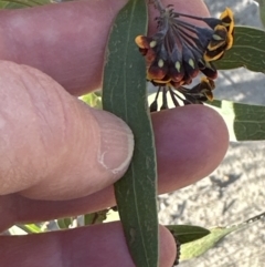 Daviesia corymbosa at Barringella, NSW - 17 Sep 2023 by lbradley