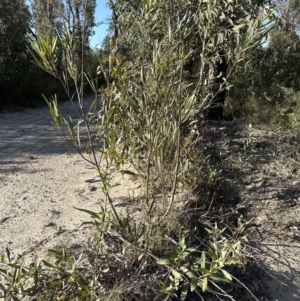 Daviesia corymbosa at Barringella, NSW - 17 Sep 2023