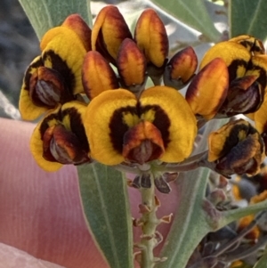 Daviesia corymbosa at Barringella, NSW - 17 Sep 2023