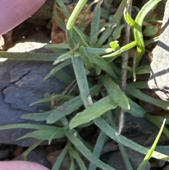 Wahlenbergia capillaris at Yalwal, NSW - 17 Sep 2023 by lbradley