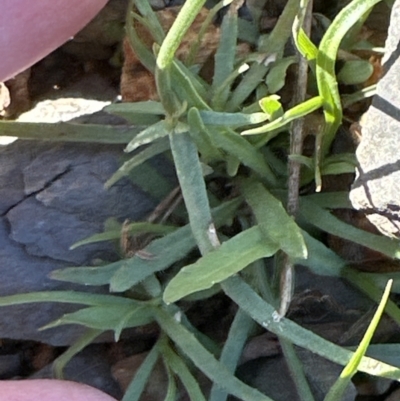 Wahlenbergia gracilis at Yalwal, NSW - 17 Sep 2023 by lbradleyKV