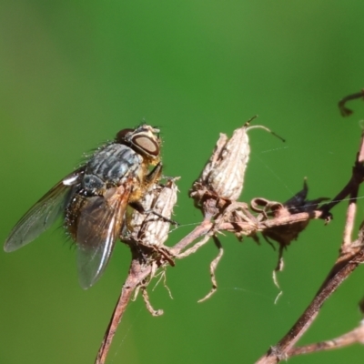 Calliphora stygia at Wodonga, VIC - 16 Sep 2023 by KylieWaldon