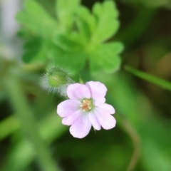 Geranium sp. (Geranium) at Wodonga - 16 Sep 2023 by KylieWaldon