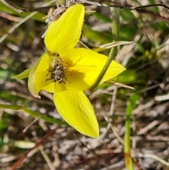 Heliocosma (genus - immature) (A tortrix or leafroller moth) at Isaacs Ridge - 16 Sep 2023 by Mike