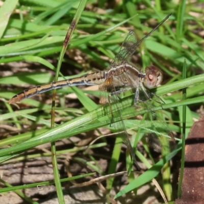 Diplacodes bipunctata (Wandering Percher) at Wodonga - 16 Sep 2023 by KylieWaldon