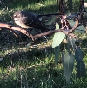 Rhipidura albiscapa at Lyons, ACT - 10 Sep 2023 05:48 PM