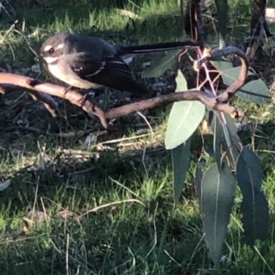 Rhipidura albiscapa (Grey Fantail) at Oakey Hill - 10 Sep 2023 by GregC