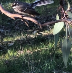 Rhipidura albiscapa at Lyons, ACT - 10 Sep 2023 05:48 PM