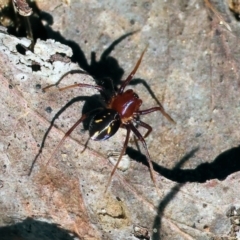 Habronestes bradleyi (Bradley's Ant-Eating Spider) at Wodonga, VIC - 16 Sep 2023 by KylieWaldon