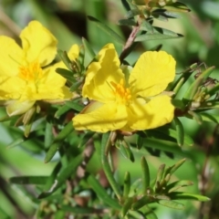 Hibbertia riparia (Erect Guinea-flower) at WREN Reserves - 16 Sep 2023 by KylieWaldon