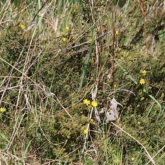 Hibbertia riparia at Wodonga, VIC - 16 Sep 2023 11:02 AM