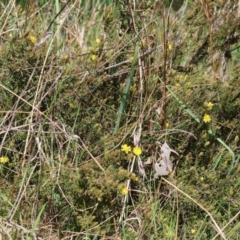 Hibbertia riparia at Wodonga, VIC - 16 Sep 2023