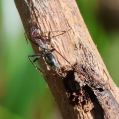 Camponotus sp. (genus) (A sugar ant) at Wodonga, VIC - 16 Sep 2023 by KylieWaldon