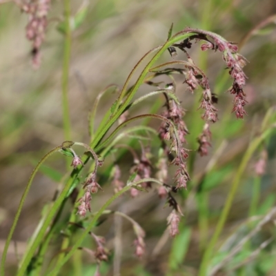 Gonocarpus tetragynus (Common Raspwort) at Wodonga - 16 Sep 2023 by KylieWaldon