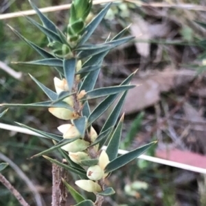 Melichrus urceolatus at Lyons, ACT - 10 Sep 2023