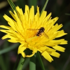 Unidentified Hover fly (Syrphidae) at Wodonga, VIC - 16 Sep 2023 by KylieWaldon