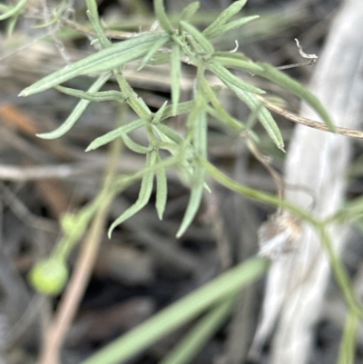 Senecio pinnatifolius at Barringella, NSW - 17 Sep 2023 by lbradleyKV