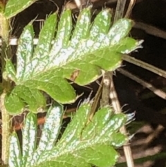 Acaena (genus) (A Sheep's Burr) at Lyons, ACT - 13 Sep 2023 by GregC