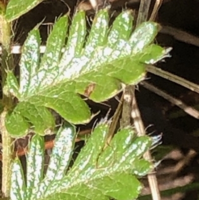 Acaena sp. (A Sheep's Burr) at Oakey Hill - 13 Sep 2023 by GregC