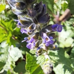 Salvia verbenaca var. verbenaca (Wild Sage) at Hackett, ACT - 17 Sep 2023 by abread111