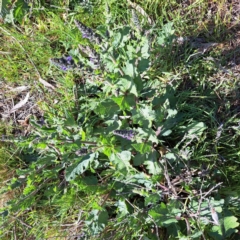 Salvia verbenaca var. verbenaca at Hackett, ACT - 17 Sep 2023
