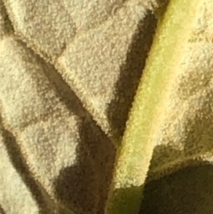Olearia lirata (Snowy Daisybush) at Oakey Hill - 10 Sep 2023 by GregC
